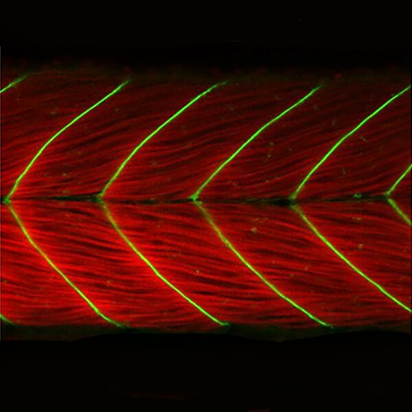 Immunofluorescent image of a 48hpf zebrafish embryo treated with Cyclopamine labeled with DSHB antibody A4.1025 against Myosin (red) & MANDAG2 7D11 against dystroglycan (green). PMID:30388110, Fig.7E